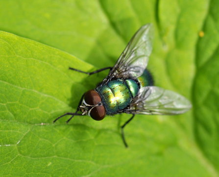 Common green bottle fly on leaf