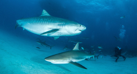 Fototapeta na wymiar Caribbean reef sharks crossing a Tiger shark