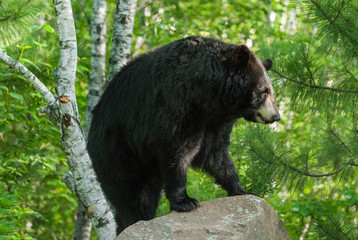 Fototapeta premium Adult Female Black Bear (Ursus americanus) Stands on Rock