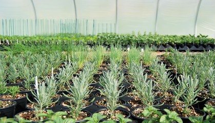 Fototapeta premium Various plants in a greenhouse