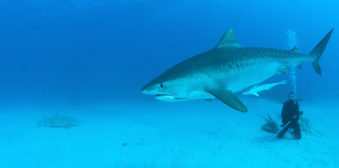 Tiger shark