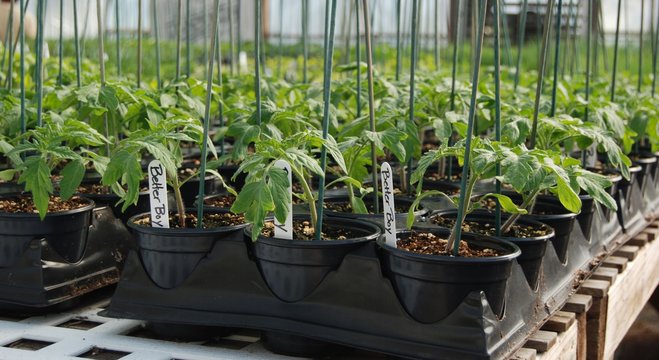 Tomato plants growing inside a greenhouse 