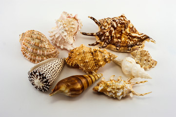 Obraz premium Seashells on the white background. Isolated