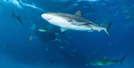 Naklejka premium Caribbean reef shark