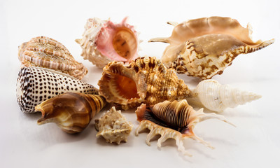 Seashells on the white background. Isolated