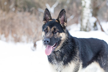 German Shepherd