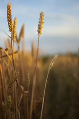 Fototapeta premium Close up of the field of ripe grain ready for harvest and blue clear sky