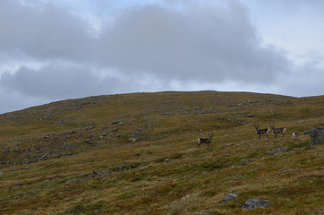 Reindeer herd on tundra slope in subarctic mountains, Swedish Lapland