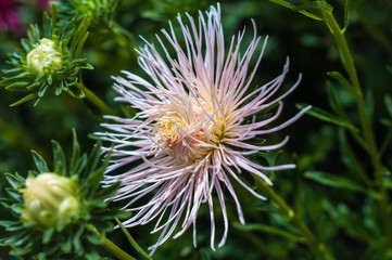 Pink asters in the garden