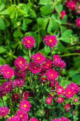 Obraz premium Small pink asters in the park. Selective focus