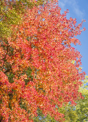 Liquidambar styraciflua autumn
