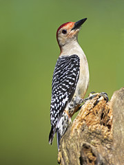 Male Red bellied Woodpecker (Melanerpes carolinus)