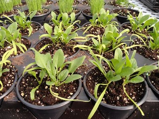 Spinach growing inside a greenhouse 