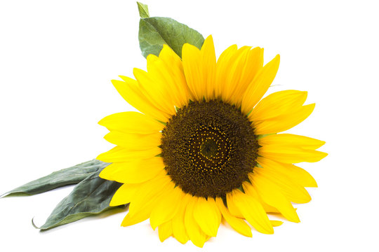 One large sunflower with leaves