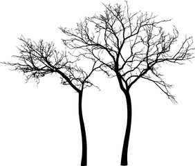 silhouettes of the trees