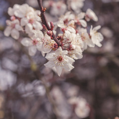 cherry blossom