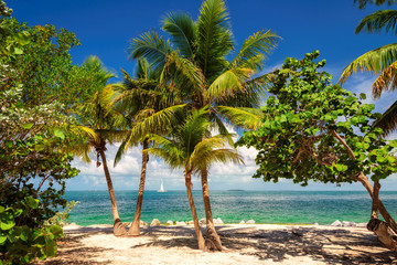 Palm trees on a tropical beach Key West, Caribbean sea