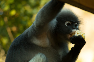 leaf monkey