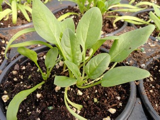 Spinach growing inside a greenhouse 