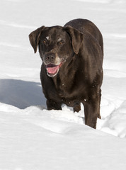 Chocolate Labrador Retriever in snow