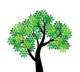 Tree with green leaves