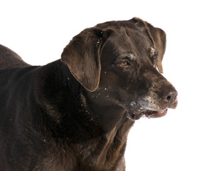 Chocolate Labrador Retriever in snow