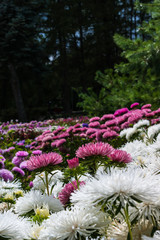 Obraz premium Field of pink and white asters