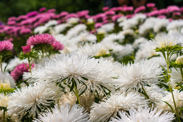 Field of pink and white asters