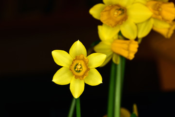 Narcissus