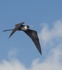 Fototapeta premium Lesser frigate bird on the wing.