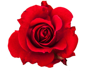 red rose flower isolated on white