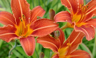 blooming lilies
