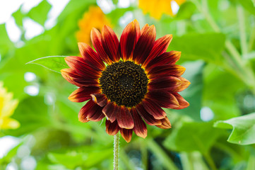 Obraz premium Sunflower in the garden