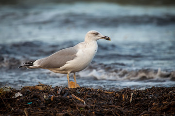 Naklejka premium Seagull on the seashore