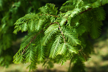 Pine branch