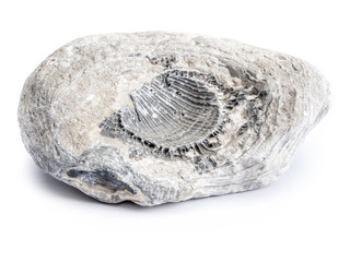 Cretaceous period fossil © Roman Milert
