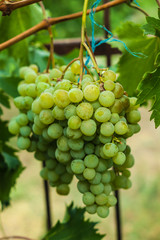 Green grapes in the garden