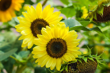 Obraz premium Sunflower in the garden