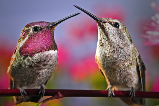 Two hummingbirds stand next to each other on a twig with flowers in background.
