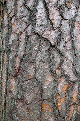 Pine tree bark texture.