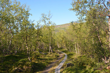 Hiking trail with wooden walkway in subarctic birch forest in summer, Swedish Lapland