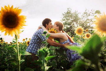 Fototapeta premium loving couple in a field of sunflowers