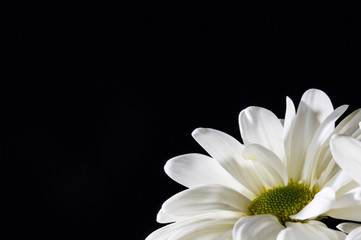 Valentine white chrysanthemums on the black background