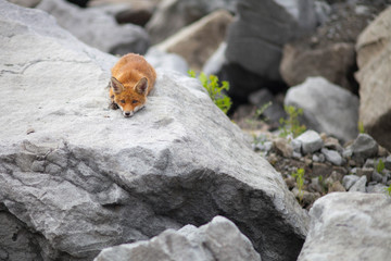 Sleeping fox in quarry