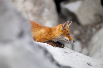 Young red fox in quarry