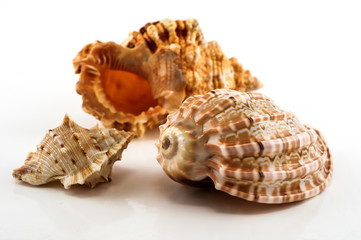 Seashells on the white background. Isolated