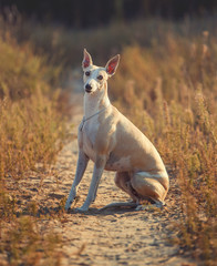 whippet dog sit on the trail