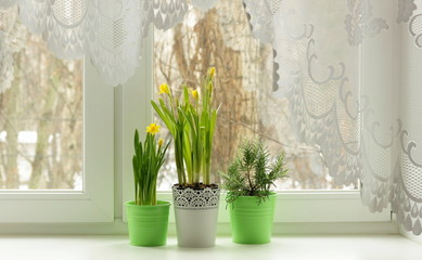 Spring still life on window with daffodils and rosemary