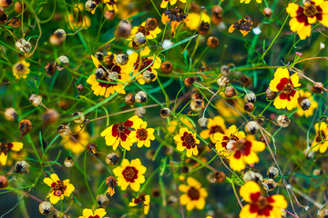 Echinacea in the garden