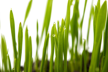 green shoots of wheat